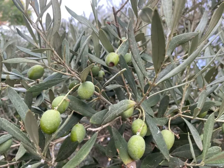 flora